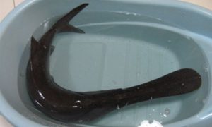 ビックリする食材